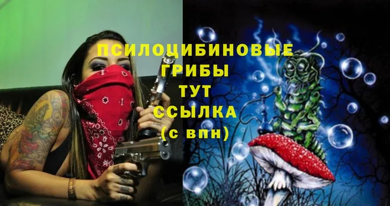 где найти   Барабинск  Псилоцибиновые грибы Psilocybine cubensis 